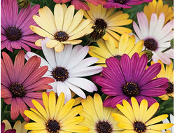 Остеоспермум ложечный Akila Grand Canyon Mix, p11