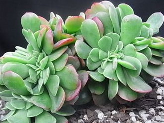 Echeveria Briar Rose Cristata