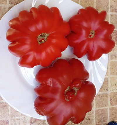 Томат Лев минусинский