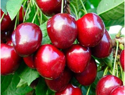 Черешня