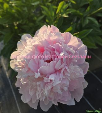 Paeonia Westhill