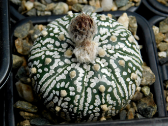 Astrophytum asterias Miracle Kabuto White - 5 семян