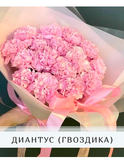 Диантусы/гвоздики