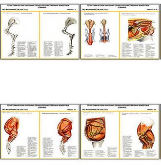 Плакаты ПРОФТЕХ "Топограф. анатомия. Свинья. Таз и конеч." (13 пл, винил, 70х100)