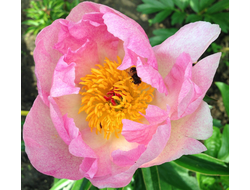 Пион Chiffon Clouds ( Чиффон Клоудс)