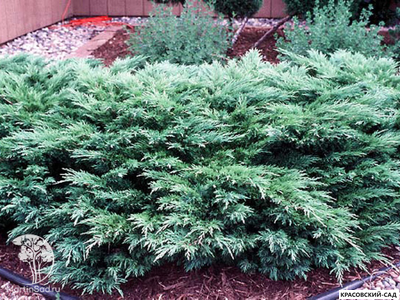 Можжевельник Глаука - Glauca