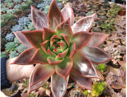 Echeveria Mars Galaxy