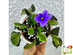 СФ-Томная Жозефина (С. Фатеева) листовая химера