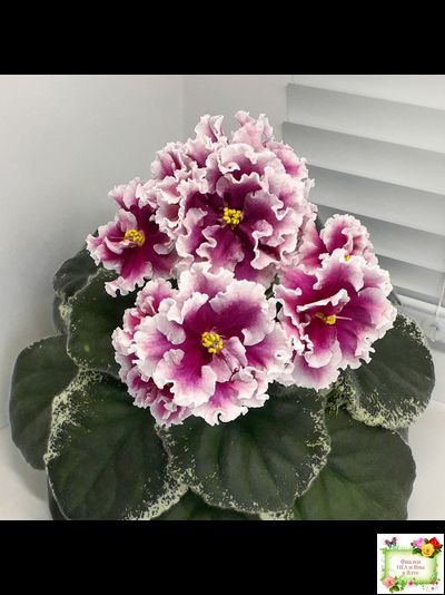 ВаТ-Агат Розовый (Т. Валькова) 2019 г.