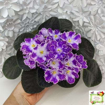 DS-Изюм (Dimetris) 2014 г. (лист с детками укоренённый)