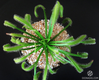 Drosera Capensis Alba