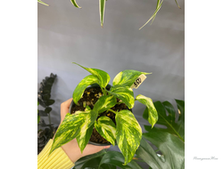 Эпипремнум