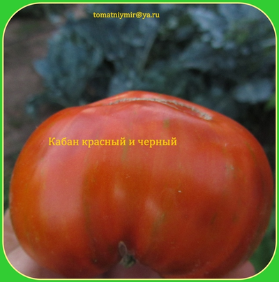 Томат Большой черный и красный кабан (Large Black and Red Boar)