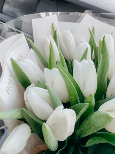 Белые тюльпаны Moon light 35 шт