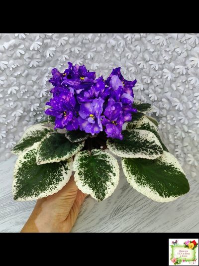 РС-Астролог (С. Репкина) 2020 г.