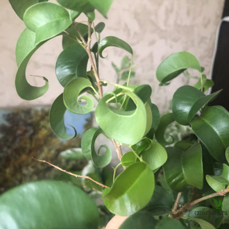 Ficus Benjamina Buklee / фикус букле