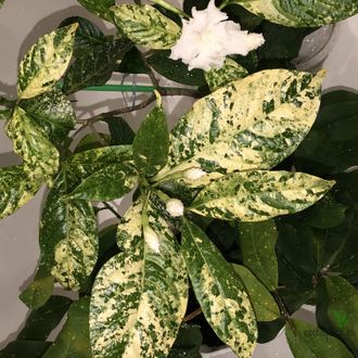 Tabernaemontana  ‘Gold leaf’ ‘ (T02)