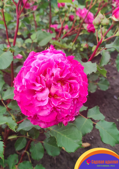 Агнес Шиллингер (Agnes Schillinger)