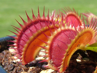 Dionaea muscipula Tiger fangs