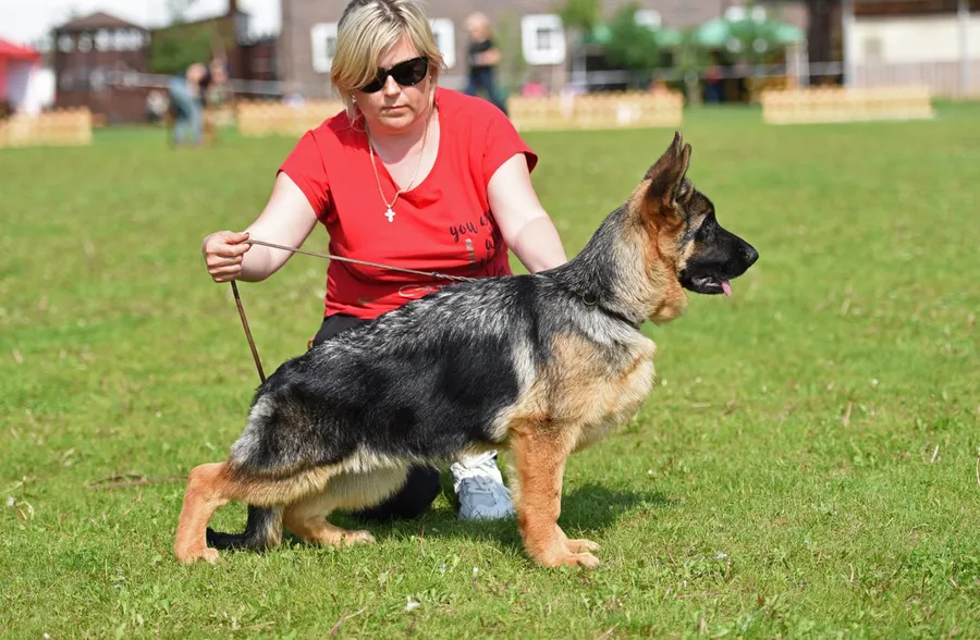 монопородная выставка г. Бронницы 28.05.2023 1 место эксперт Peter Firic (Сербия)