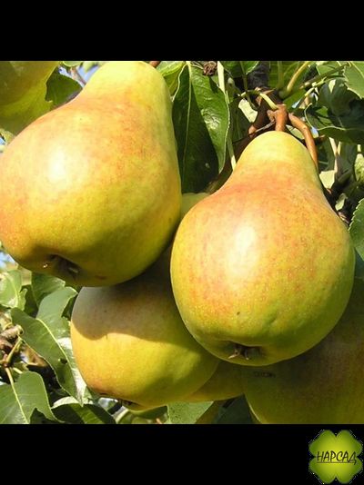 Осенняя Чижова (поздне-летняя)