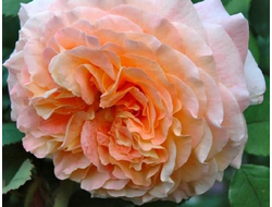 Джеф Л Артист (Jef l&#039;Artiste), Dominique Massad, шраб.