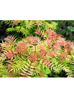 рябинник сэм