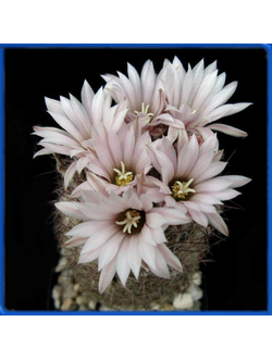 Escobaria chihuahuensis SB 16