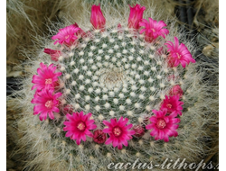 Mammillaria hahniana - 5 семян