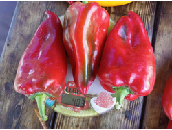 Перец сладкий Хорват