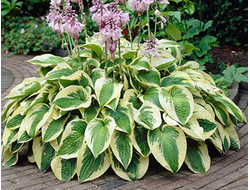 Хоста Wide brim, C2