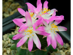 Aztekium valdezii (d=20-22)