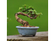 Crassula ovata - Крассула Овата, Крассула овальная, Денежное дерево, Толстянка овальная