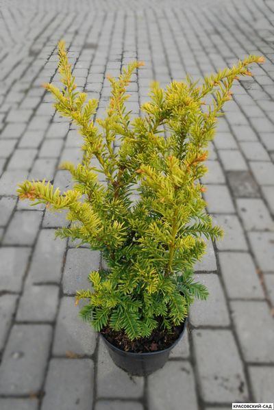 Тис ягодный Элегантиссима - Elegantissima