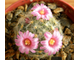 Mammillaria laui ssp.dasyacantha L1219 - 5 семян