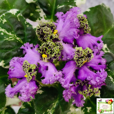 ЛЕ-Галатея Люкс (Е. Лебецкая) 2019 г.