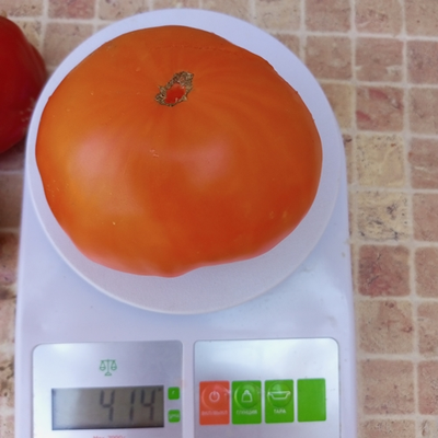 Томат Золотой Гигант Нельсона (Nelson's Golden Giant, США)