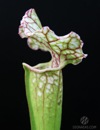 Sarracenia Leucophylla hybrid A
