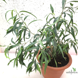 Ficus Neriifolia (плакучая форма) / фикус нериифолия плакучая