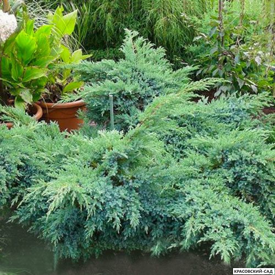 Можжевельник Блю Свид - Blue Swede