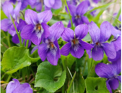 Фиалка душистая (Viola odorata), лист - абсолю 2 г