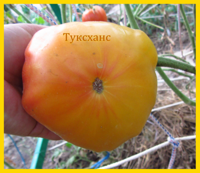 Томат Туксханс красно-жёлтый (Tuxhorn’s Red and Yellow)