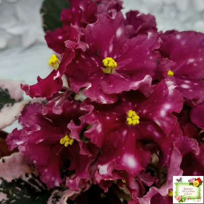 Rivermist Zeeva (J. Baker) (лист с детками укоренённый)