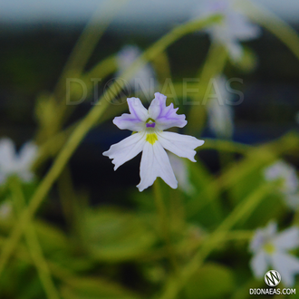 Pinguicula Emarginata