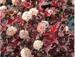 Пузыреплодник калинолистный Lady in Red, C3