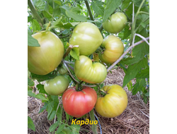 Томат Кардио