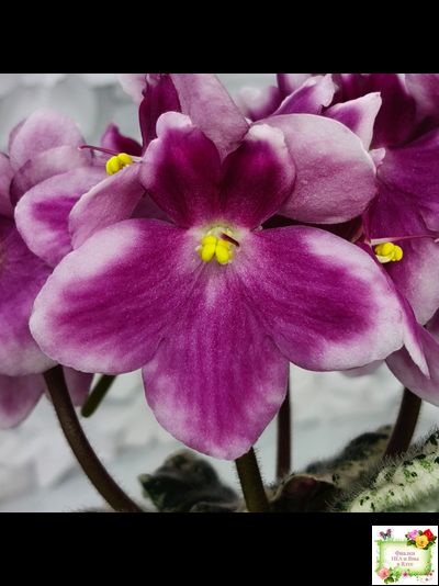 KZ-Источник Вдохновения (И. Заикина) 2023 г.