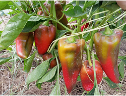 Перец сладкий Хорват