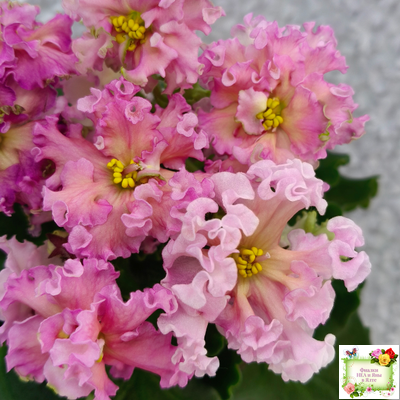 ЕК-Линжери (Е. Коршунова) 2021 г.