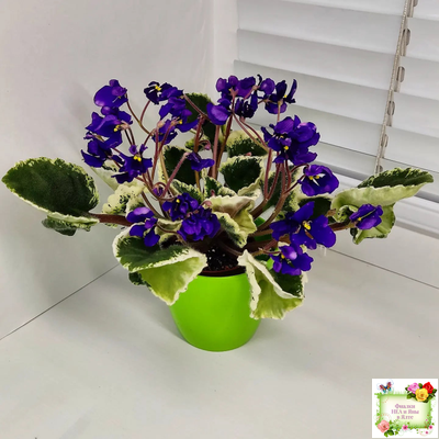 DS-Brian (Dimetris) 2014 г. (пестролистная бастл-листва)